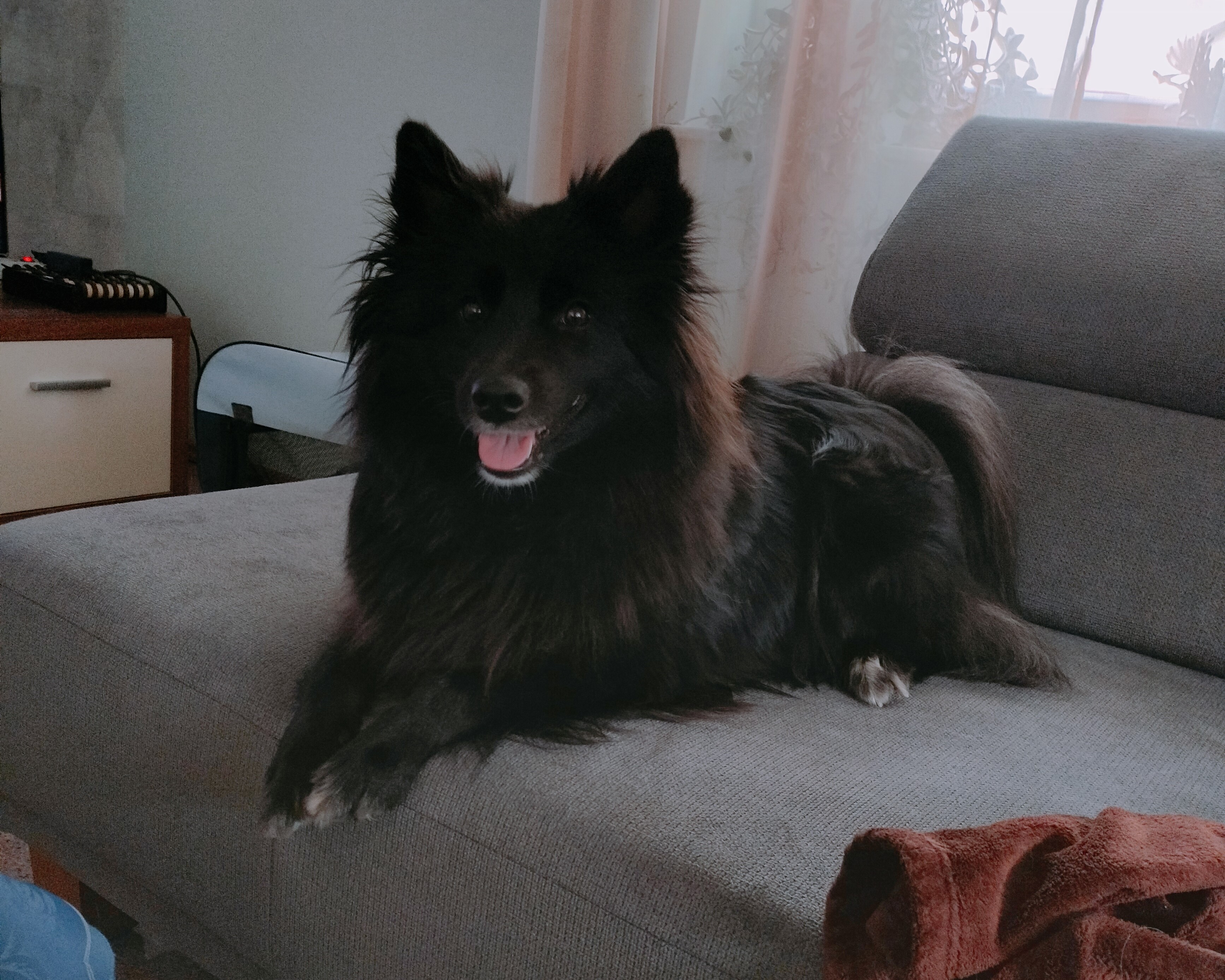 Coaly liegt auf der Couch